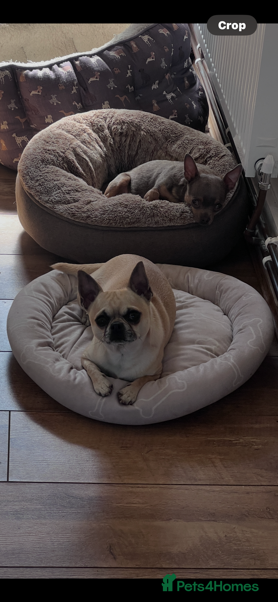 Chihuahua dogs for sale: Adorable apple head short coat chihuahua puppies.  - Image 12