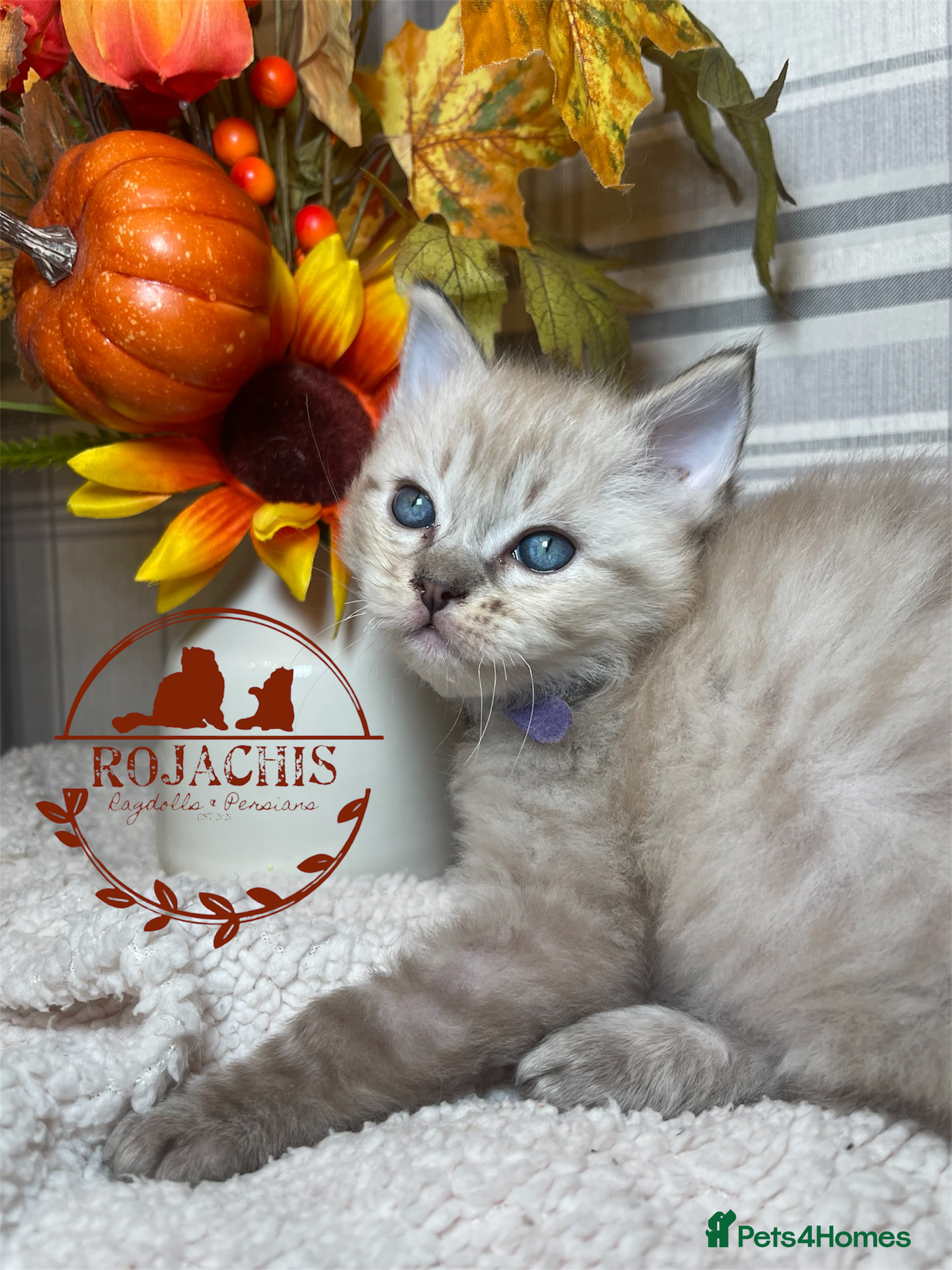 Ragdoll cats 💫Pedigree Cherubim Ragdolls💫 - Advert 20