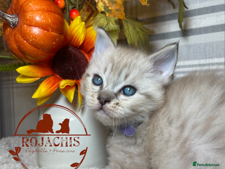Ragdoll cats 💫Pedigree Cherubim Ragdolls💫 - Advert 17