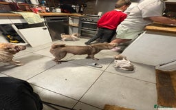 Shar Pei dogs for sale: 2 female shar-peis  - Image 7