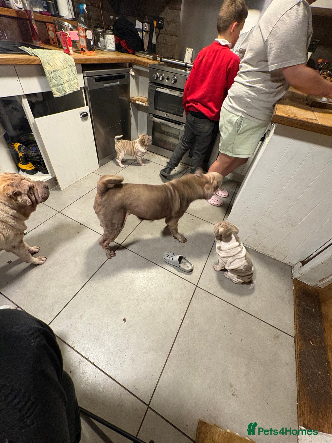 Shar Pei dogs for sale: 2 female shar-peis  - Image 7