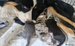 Border Collie dogs for sale: Border collie puppies tri-color blue merles  - Image 4