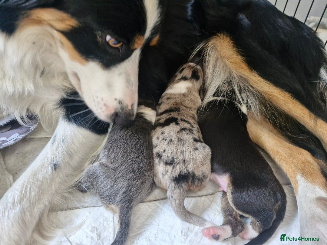 Border Collie dogs for sale: Border collie puppies tri-color blue merles  - Image 4