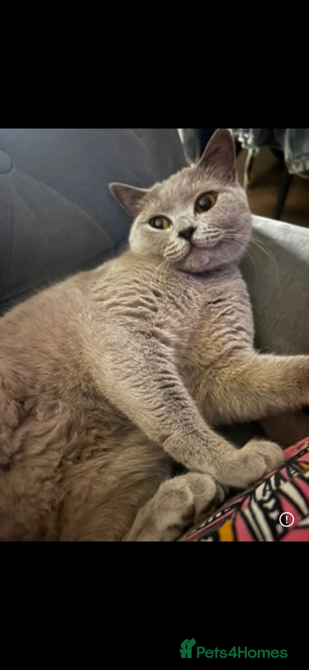 British Shorthair cats for sale: British shorthair kittens - Advert 2