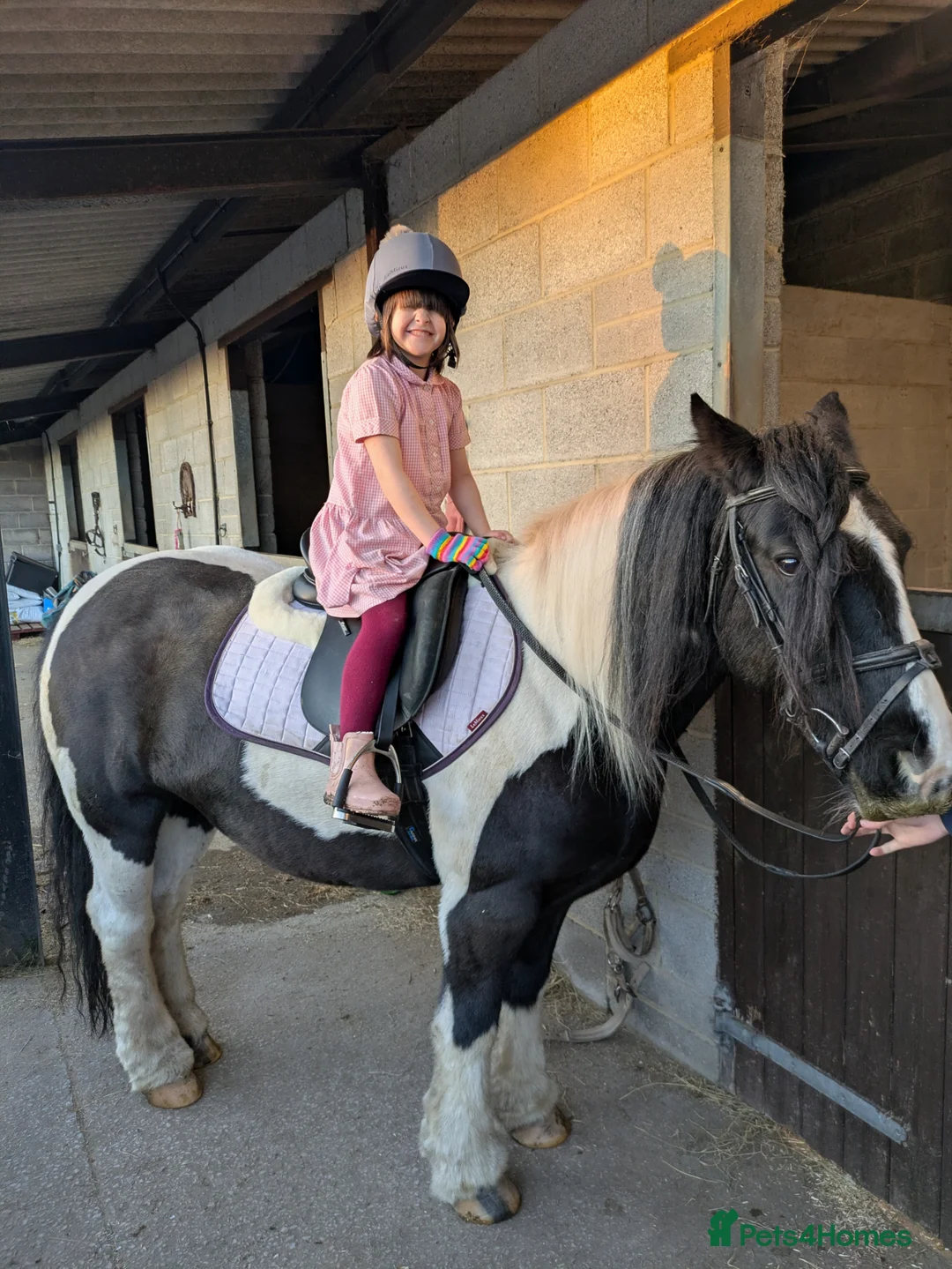 Riding pony horses for sale: Rosie - 12 years old - 13.3 - Cob Mare in Highbridge - Advert 2