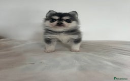 Pomsky dogs for sale: Honey I shrunk the Husky 😂 Genuine Toy size pomsk - Image 8