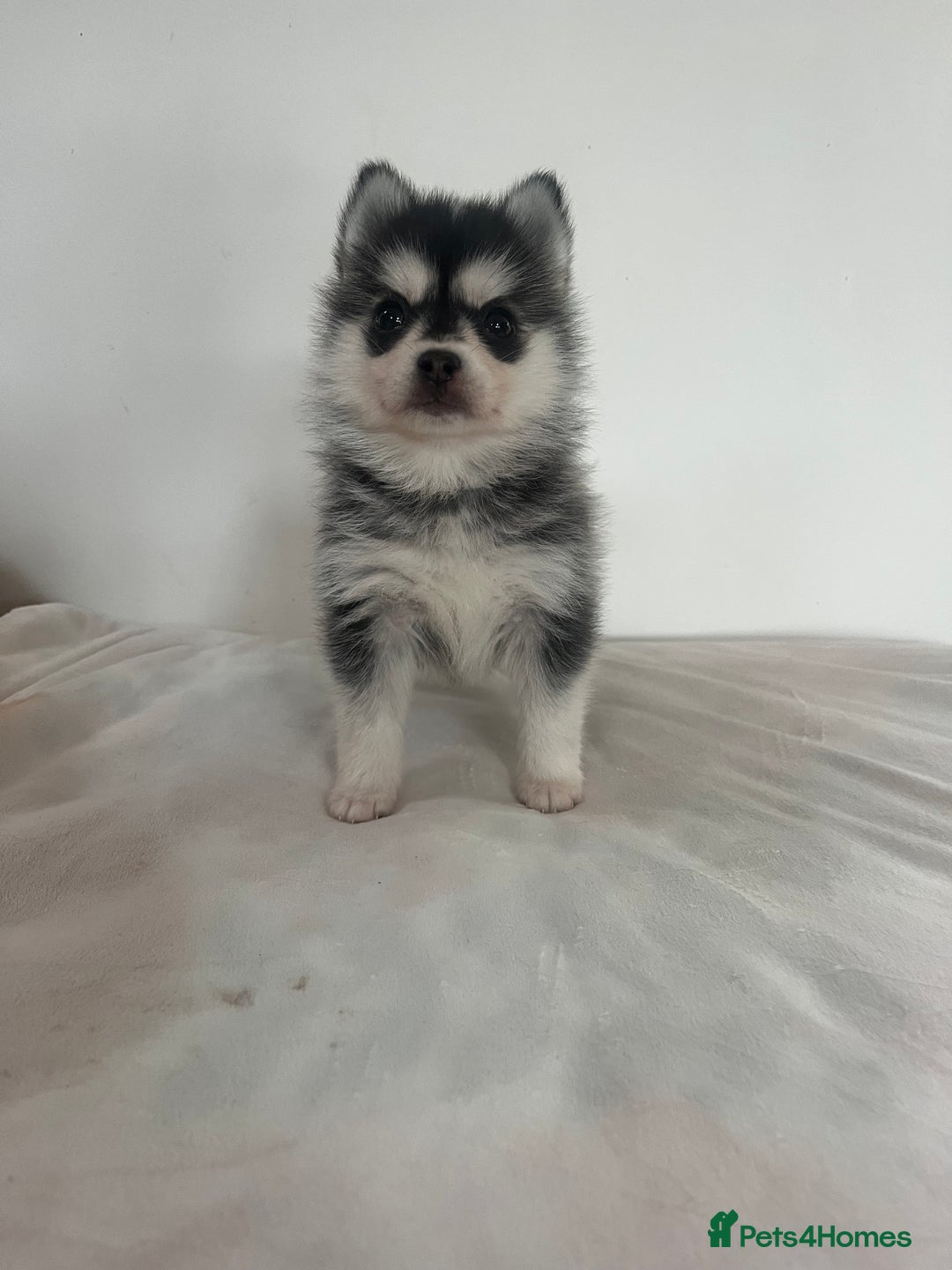 Pomsky dogs for sale: Honey I shrunk the Husky 😂 Genuine Toy size pomsk - Image 8