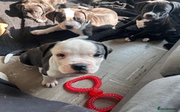 Mixed Breed dogs for sale: Cane corso x staffy  - Image 11