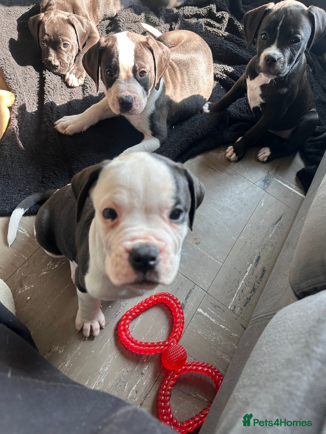 Mixed Breed dogs for sale: Cane corso x staffy  - Image 11