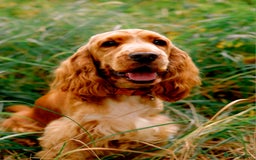 Cocker Spaniel dogs for sale: RESERVE NOW Show Champion Cocker Spaniels - Image 3