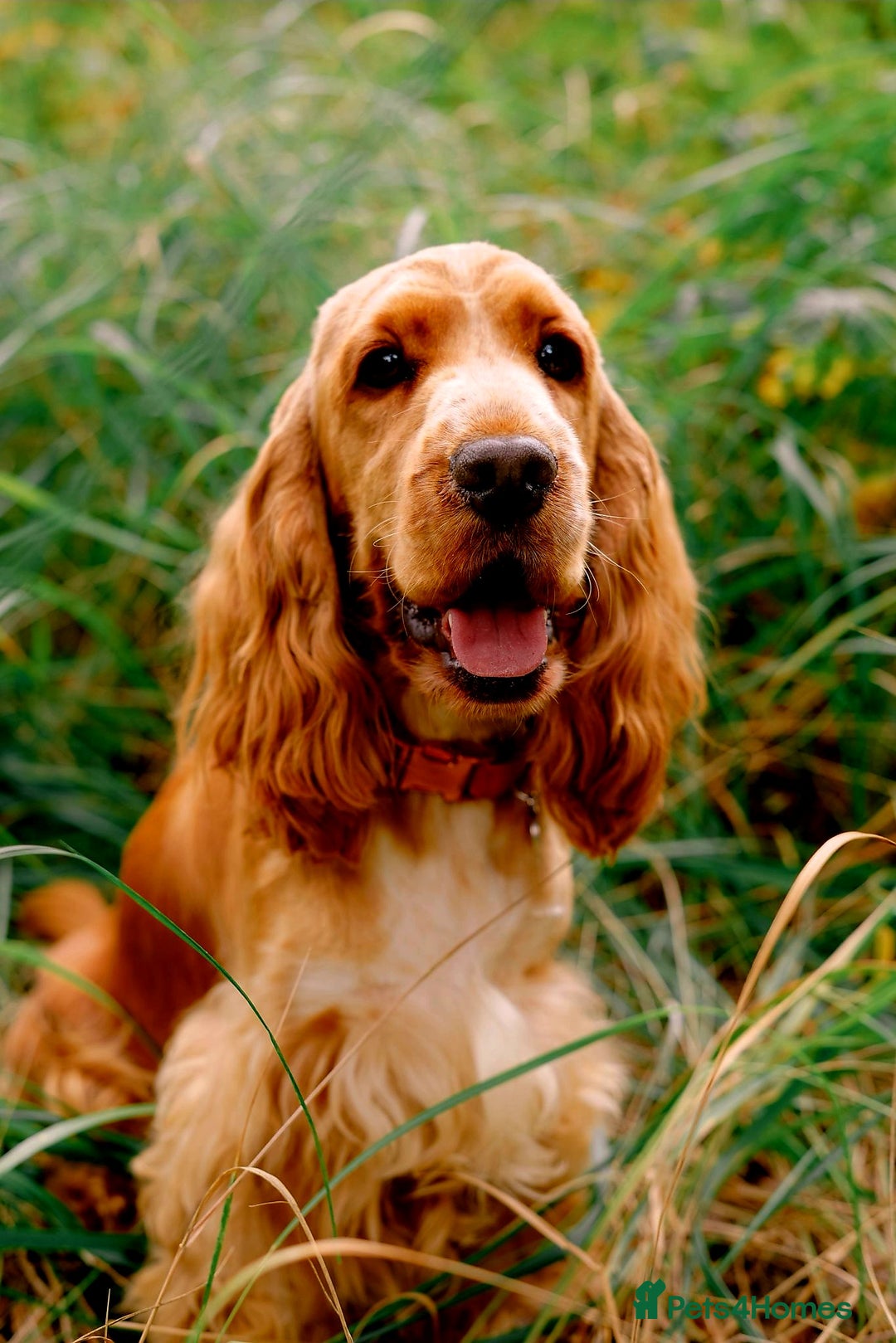Cocker Spaniel dogs for sale: RESERVE NOW Show Champion Cocker Spaniels - Image 3
