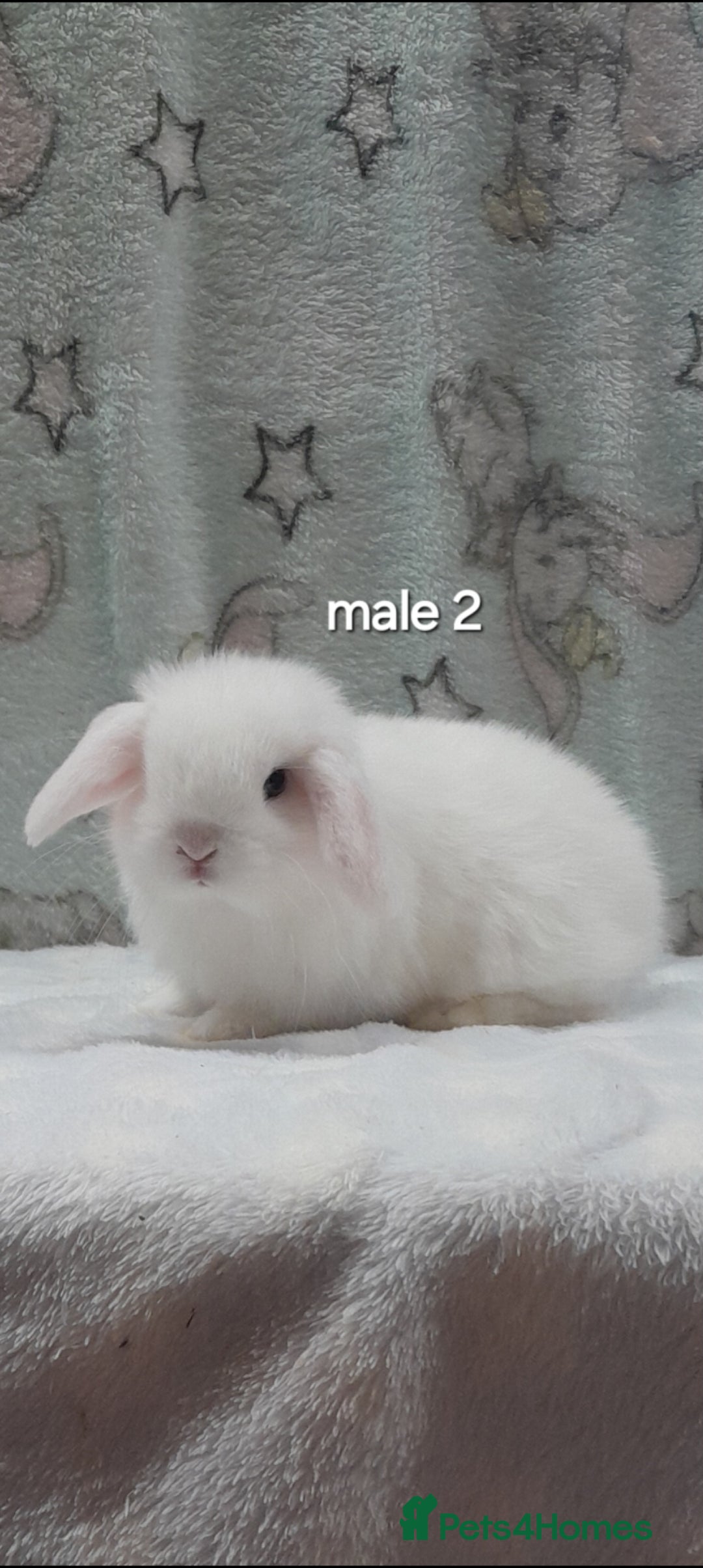 Mini Lop rabbits for sale: Purebred mini lops ready now  - Advert 9