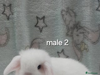Mini Lop rabbits Purebred mini lops ready now - Advert 3