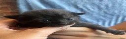 Mixed Breed cats for sale: Beautiful fluffy kittens  - Advert 9