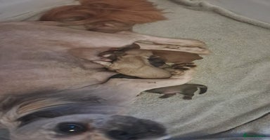 Shih Tzu dogs - Advert 8