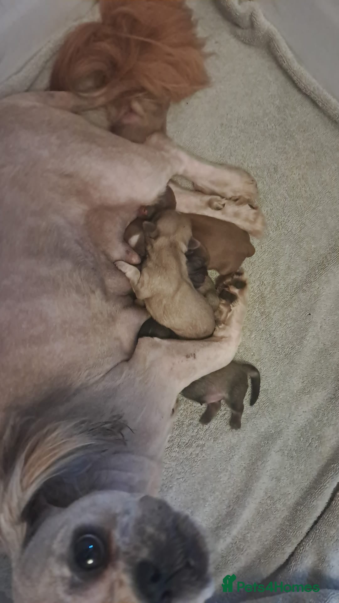 Shih Tzu dogs for sale: Pedigree Imperial Shih tzu puppies - Image 7