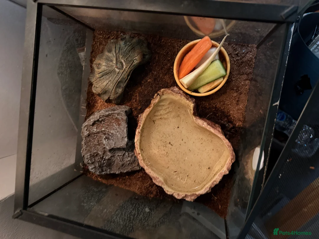 Crabs invertebrates for sale: 2 red apple crabs and tank for sale  - Advert 3