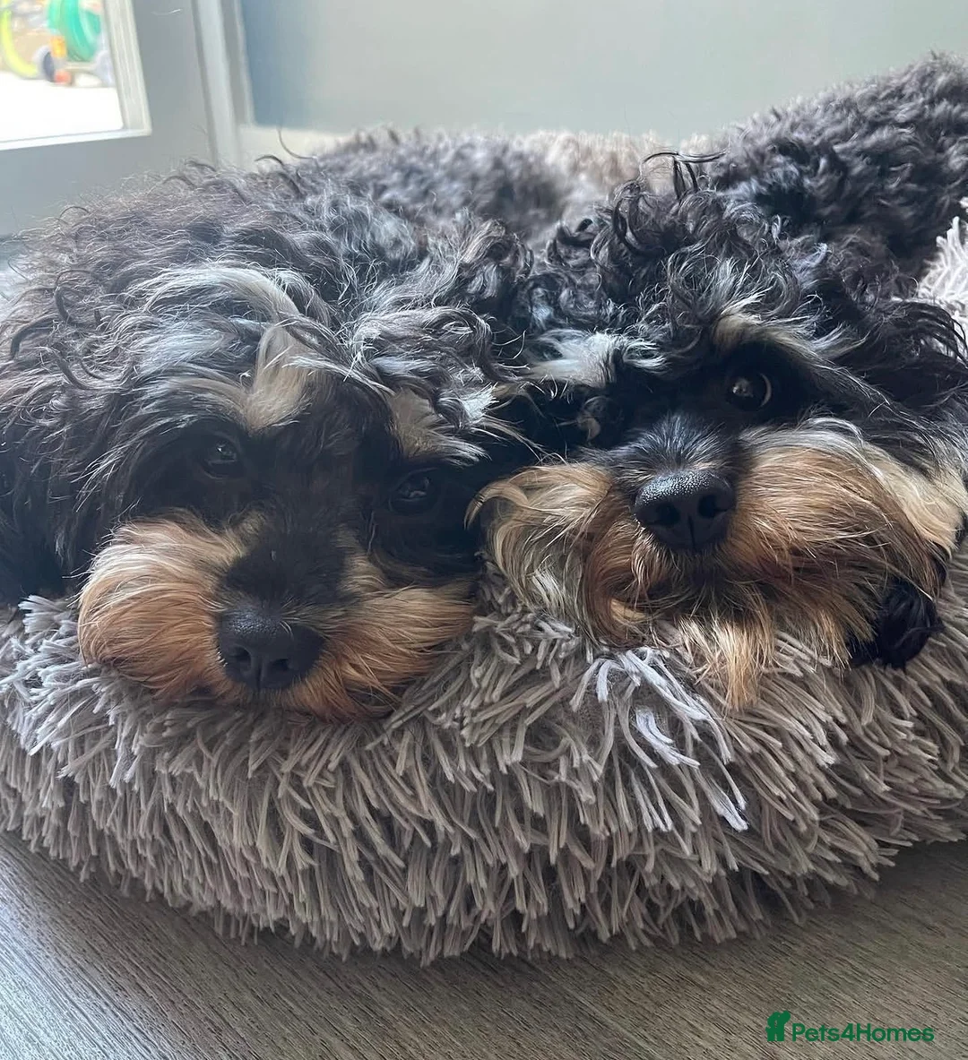 Cavapoo dogs for sale: Cavapoo Puppies due 11 June 2026 waiting list open in London - Advert 11