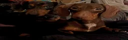 Miniature Dachshund dogs for sale: 3 Little Babies Looking For There Forever Homes - Advert 2