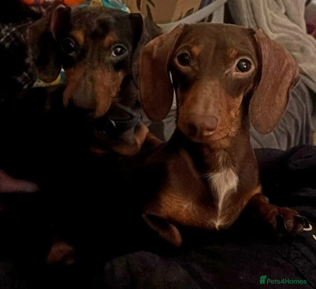 Miniature Dachshund dogs for sale: 3 Little Babies Looking For There Forever Homes - Advert 2