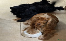Cocker Spaniel dogs for sale: KC Show Cocker Spaniel Puppies - Due Sept  - Image 12