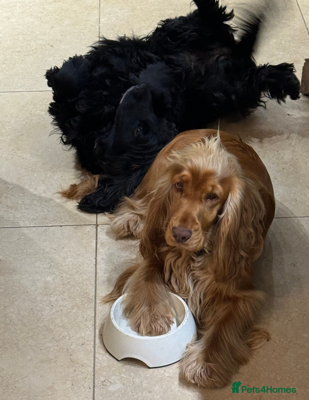 Cocker Spaniel dogs for sale: KC Show Cocker Spaniel Puppies - Due Sept  - Image 12