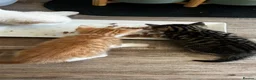 British Shorthair cats for sale: 2 male kittens  in Haverfordwest - Advert 7