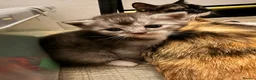 Mixed Breed cats for sale: British Shorthair Mixed Kittens  - Advert 3