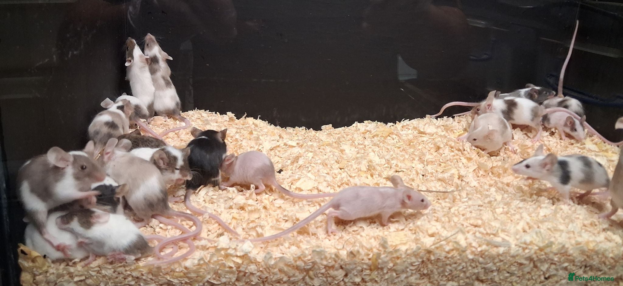 Mouse rodents Baby Fancy Female Mice - Advert 2