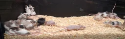 Mouse rodents for sale: Baby Fancy Female Mice - Advert 2
