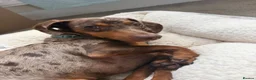 Dachshund dogs for sale: Male neutered dachshund  in Lee-on-the-Solent - Advert 8