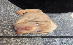 American Bully dogs for sale: Stunning pocket bullie’s  - Image 35