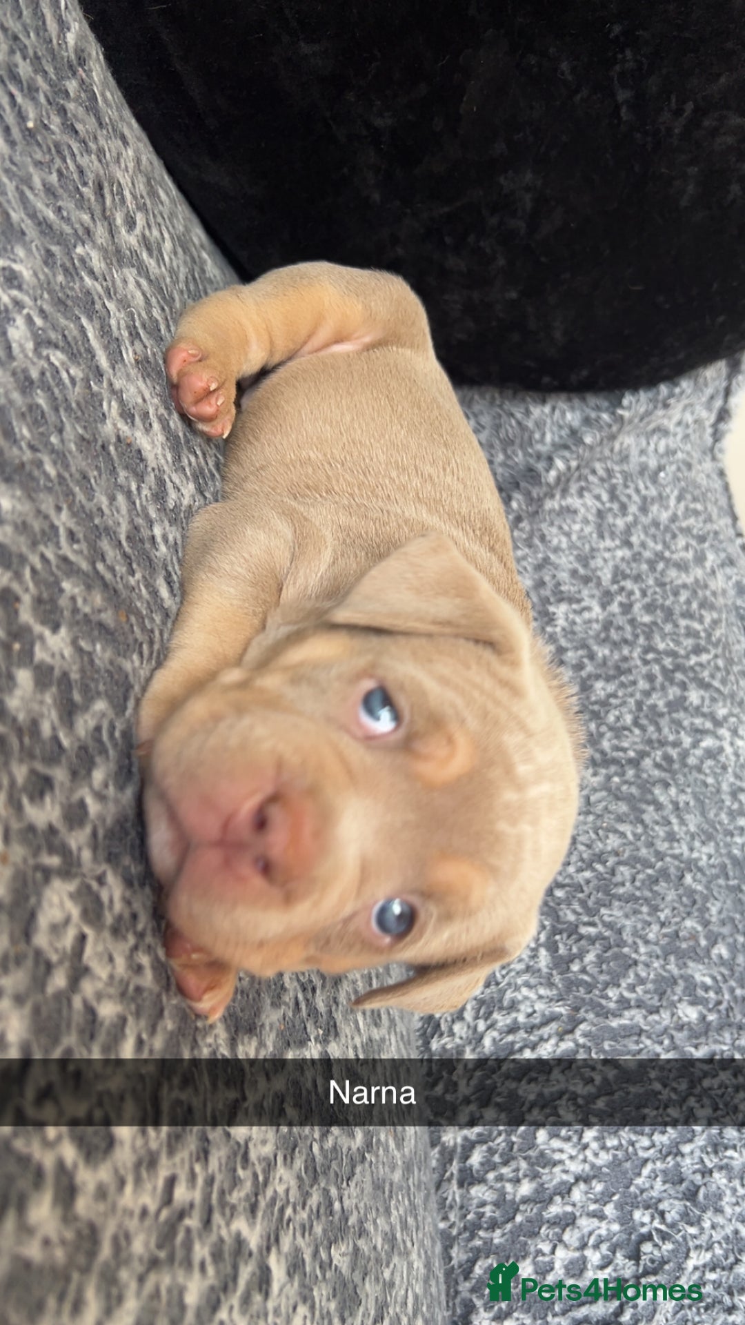 American Bully dogs for sale: Stunning pocket bullie’s  - Image 35