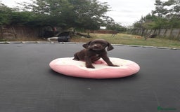 Field Spaniel dogs for sale: Spaniel puppies  - Image 7