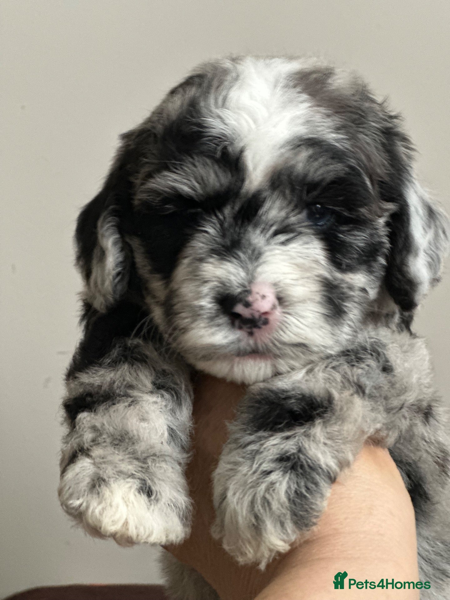 Mixed Breed dogs Unique sheepadoodle mix  - Advert 7