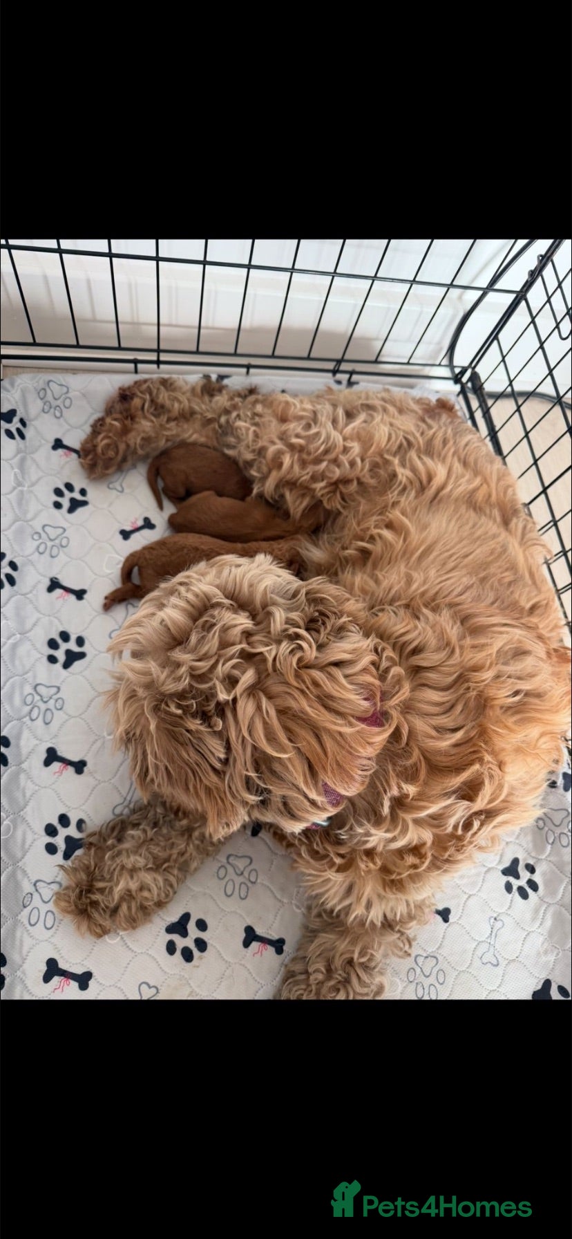 Cockapoo dogs F1b cockapoo puppies  - Advert 4