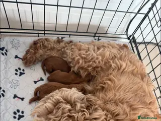Cockapoo dogs F1b cockapoo puppies - Advert 4