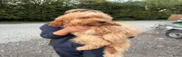 Cavapoo dogs for sale: F1 Miniature Cavapoo Puppies For Sale - Advert 2