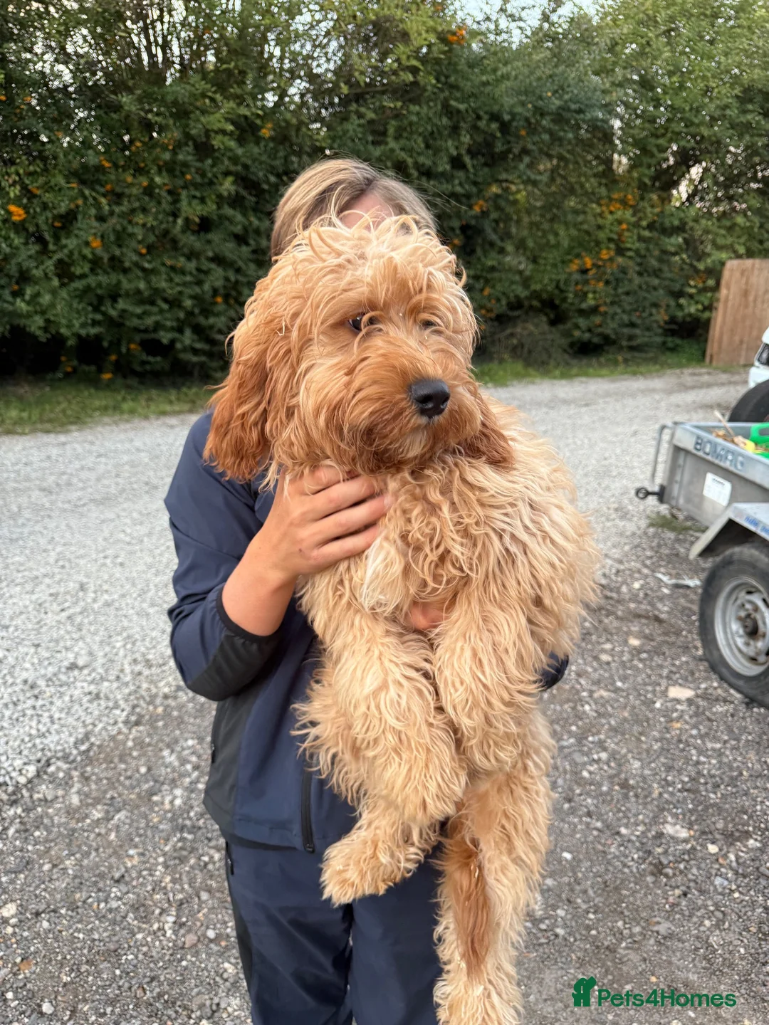 Cavapoo dogs for sale: F1 Miniature Cavapoo Puppies For Sale - Advert 2