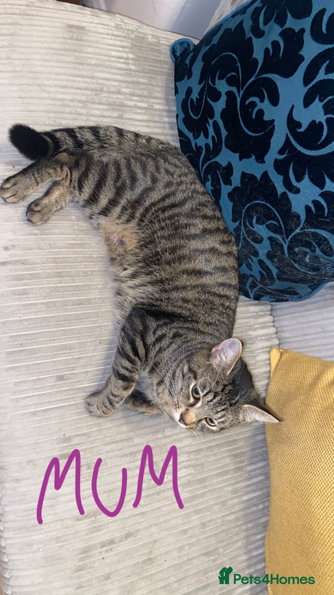 Mixed Breed cats for sale: 4x Tabby😻Babies ready ✅  - Advert 2