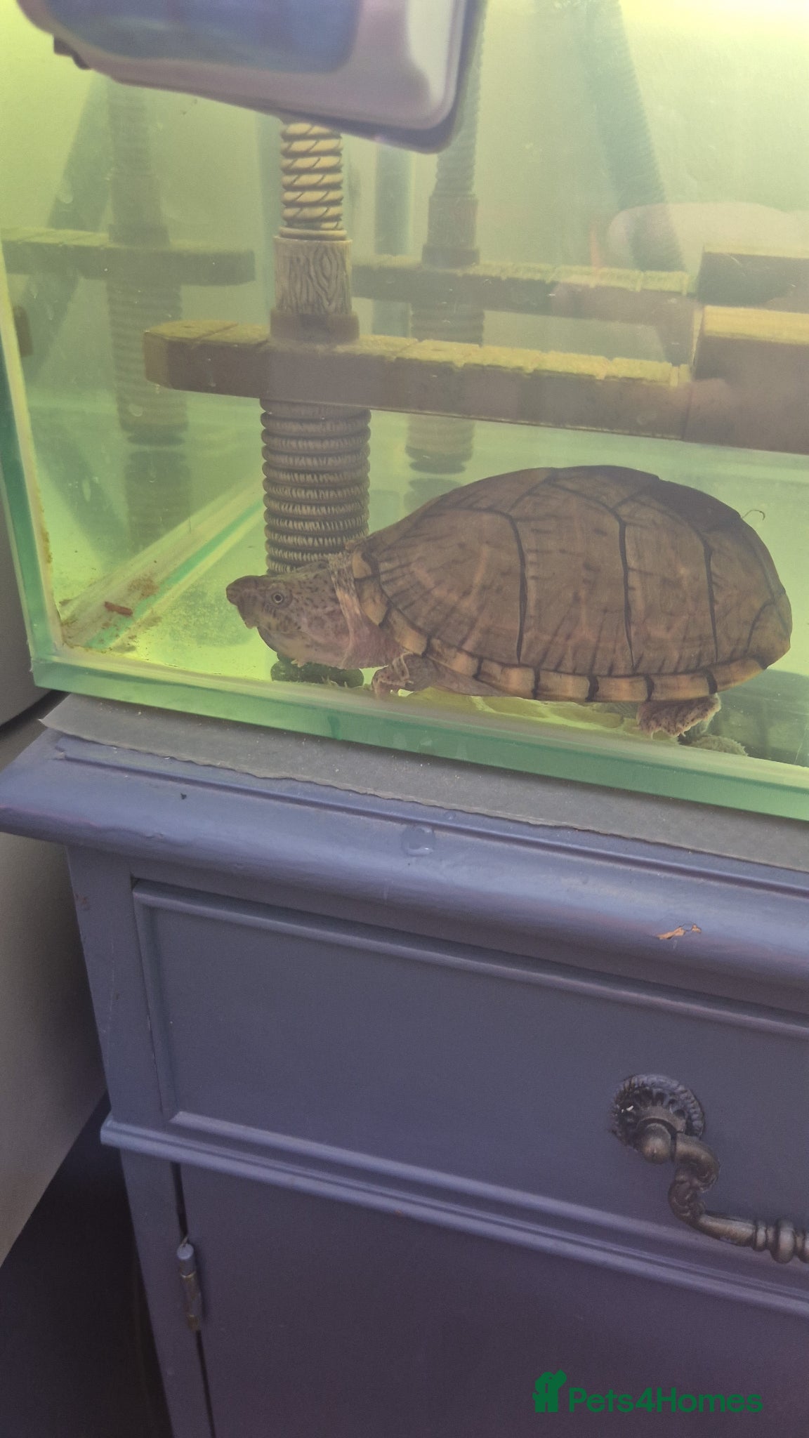 Turtle reptiles 2 razorback back turtles looking for new home - Advert 1