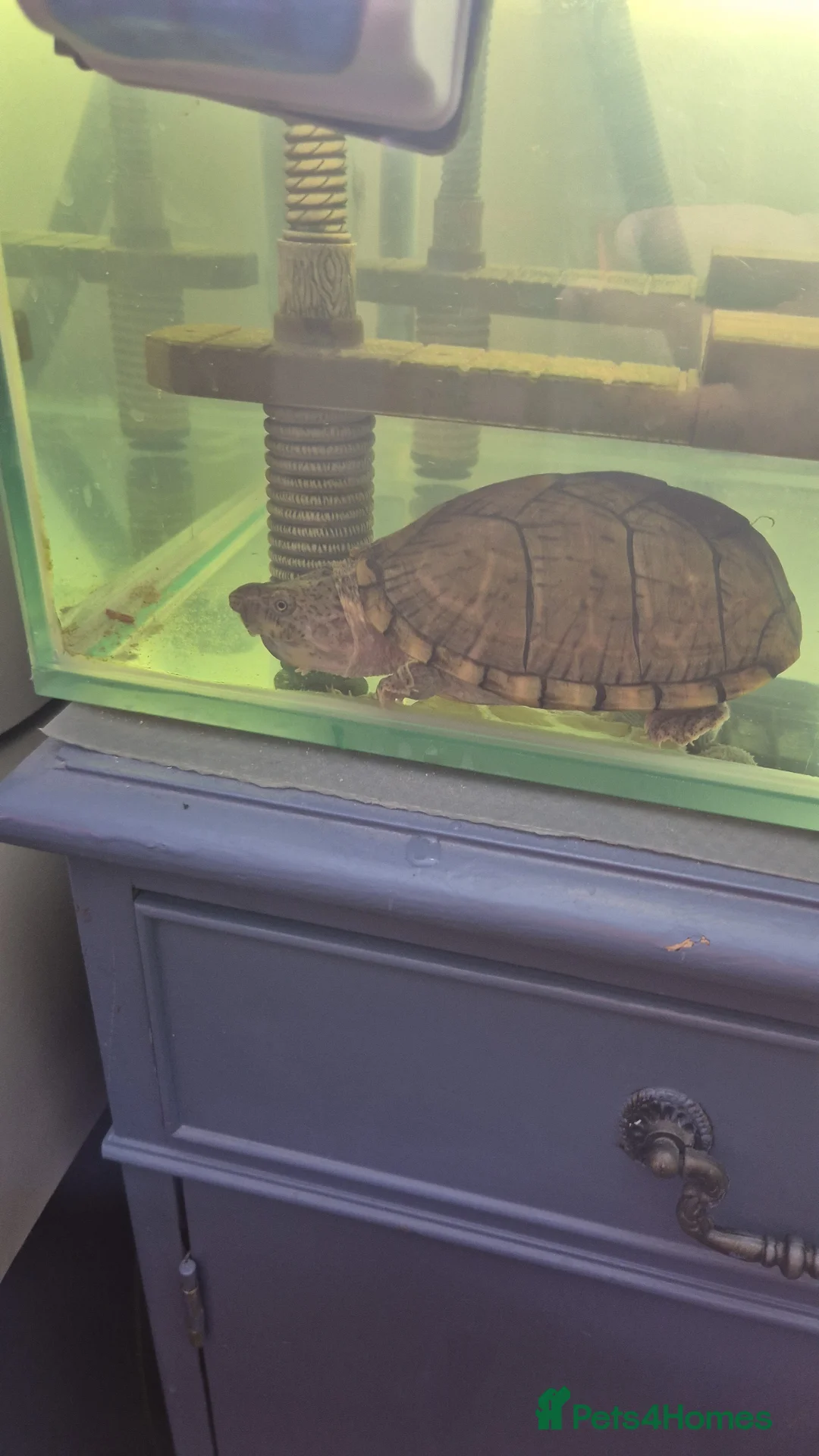 Turtle reptiles for sale: 2 razorback back turtles looking for new home in Beaumaris - Advert 1