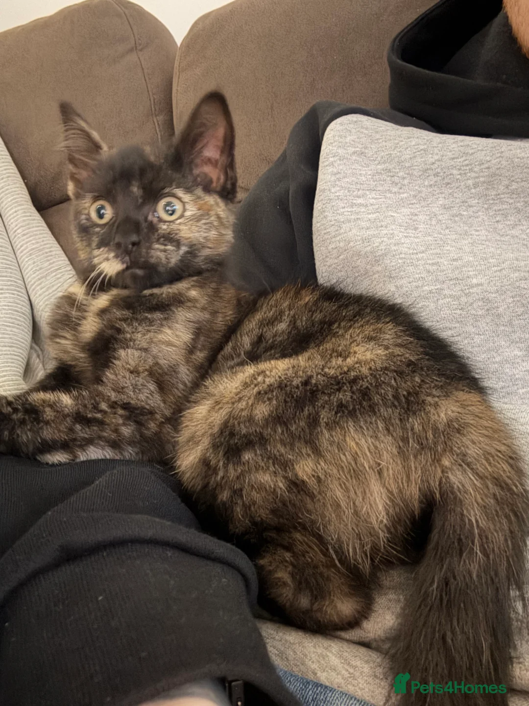 British Shorthair cats for sale: Luna  - Advert 2