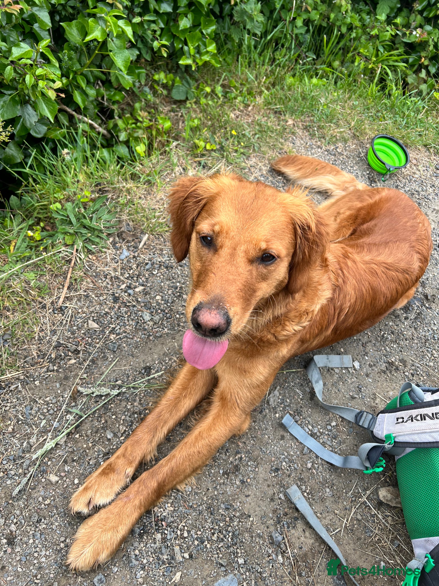 Golden Retriever dogs Short Haired working retriever puppies - Advert 1