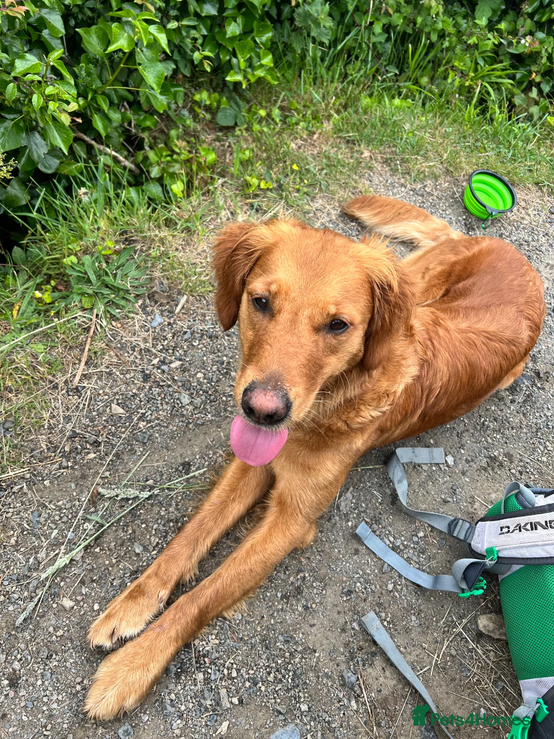 Golden Retriever dogs for sale: Short Haired working retriever puppies in Evesham - Advert 1