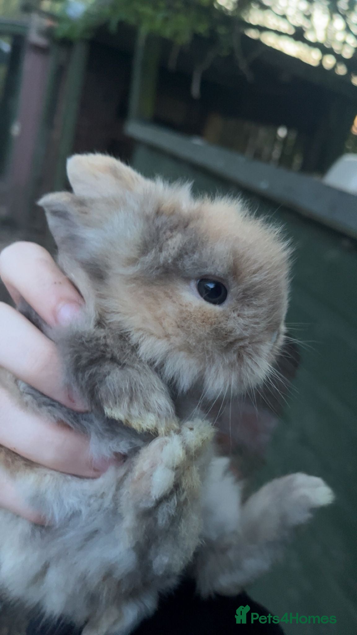 Lionhead rabbits Lion head rabbits  - Advert 6