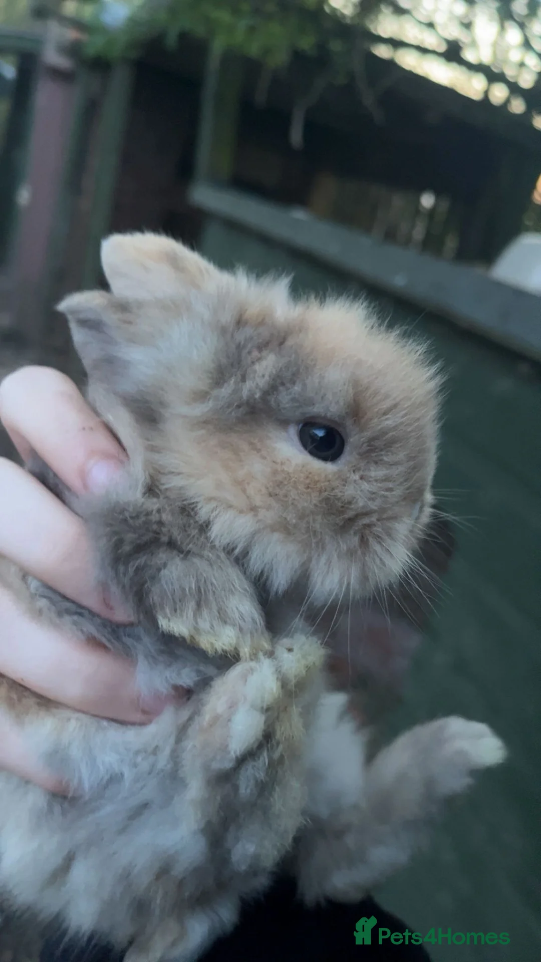 Lionhead rabbits for sale: Lion head rabbits  - Advert 1