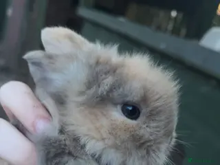 Lionhead rabbits Lion head rabbits - Advert 6