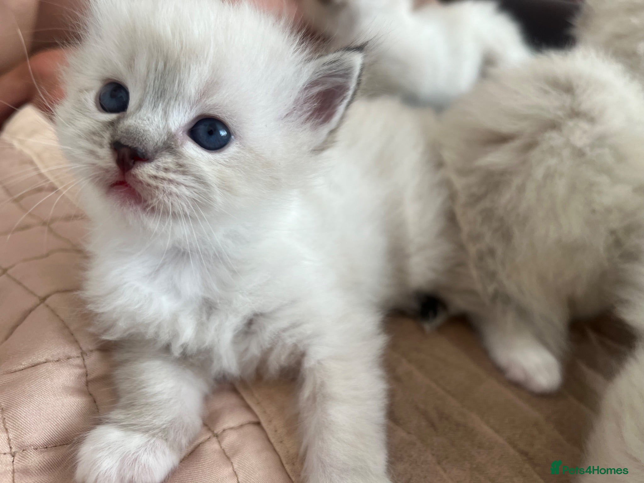 Ragdoll cats Stunning pure ragdoll kittens - Advert 1