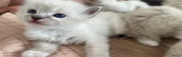 Ragdoll cats for sale: Stunning pure ragdoll kittens - Advert 4